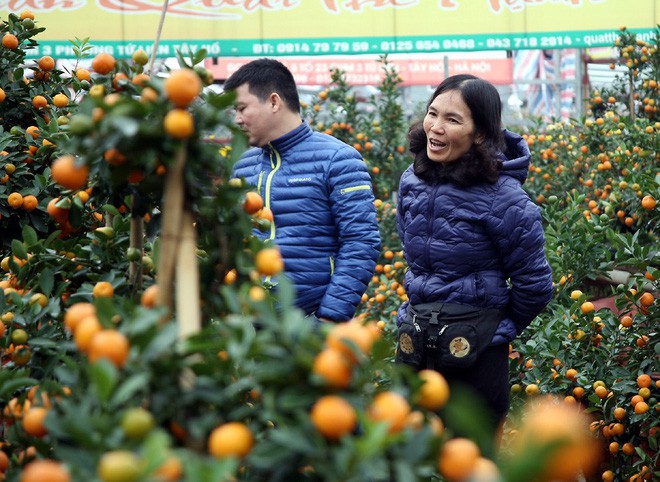 Quất khủng dáng long phụng, không bán chỉ cho thuê giá 50 triệu đồng